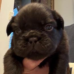 Boy 3 - Liver male French Bulldog puppy in Norwalk, Ohio from The Frenchie Ravine Connection LLC