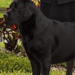 Labrador Retriever All Grown Up from Splash Labradors