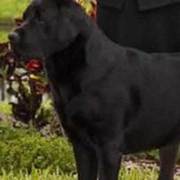 Labrador Retriever All Grown Up from Splash Labradors