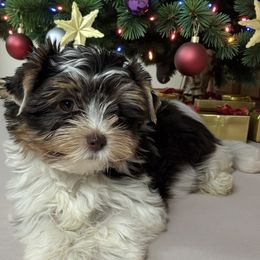 Mason - Chocolate tan and white male Biewer Terrier puppy in Oklahoma from Rocky Oak Cavaliers & Biewer Terriers LLC