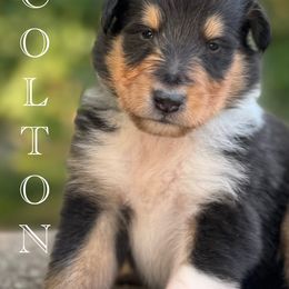 Collie Puppies from Thunderstruck Collies
