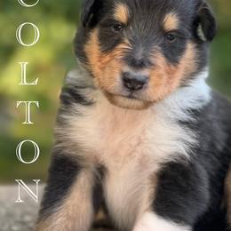 Collie Puppies from Thunderstruck Collies