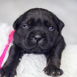 Pink Collar - Black brindle female Cane Corso puppy in Dayton, Ohio from Black Knight Cane Corso