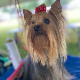 Yorkshire Terriers from Toybox Yorkies
