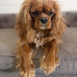 Avonlee - Cavalier King Charles Spaniel