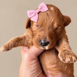 Ritz - Red  female Goldendoodle puppy in Coats, North Carolina from TH.EM Doodles