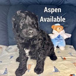 Aspen - Black phantom male Aussiedoodle puppy in Gresham, Oregon from Daisys Doodles