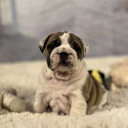 Bulldog Puppies from Sweet Rolls