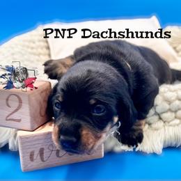 Lil - Black and tan female Dachshund puppy in Ben Wheeler, Texas from P&P Dachshunds