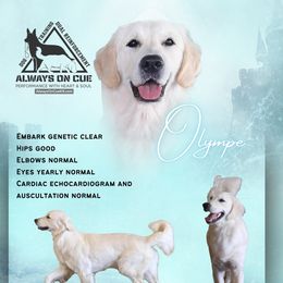 Olympe - Golden Retriever