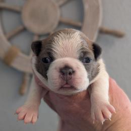Blue Fawn Splash female 5 - Blue female Boston Terrier puppy in Oak Hills, California from All American Boston Terriers