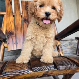Josie - Red female Cavapoo puppy in Erda, Utah from Country Lane Doodles