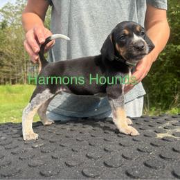 Junebug - Blue ticked and tan female Bluetick Coonhound puppy in Mount Pleasant, Texas from Harmons Hounds