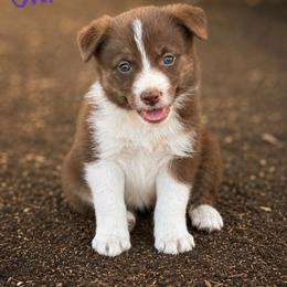 Valka - Red female Border Collie puppy in Sanger, California from Flying M Cactus Ranch Buddies