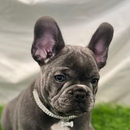 French Bulldogs from MO Frenchie Kisses