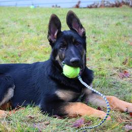 German Shepherd Puppies from Vom Haus Elbrus Kennel