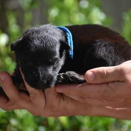 Blue Collar female - Black and red female German Shepherd puppy in Marianna, Florida from Haus M Godwin