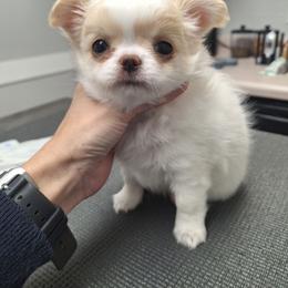 Girl 1 - Cream and white female Chihuahua puppy in Haines City, Florida from Kassafina Kennel