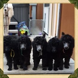 Poodle Puppies from Treasured Standard Poodles