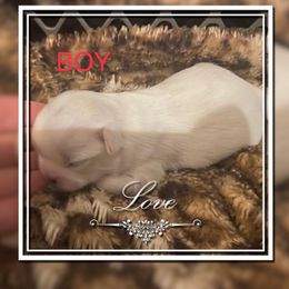 Shih Tzu Puppies from Michi Shih-Tzu