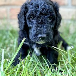 Vader - Light Blue Collar - Sheepadoodle puppy in Pataskala And Thornville, Ohio from Four Front Doodles LLC.