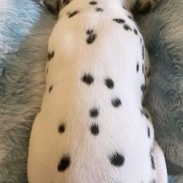 Dalmatian Puppies from Whispered Spots Dalmatians
