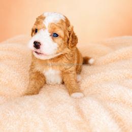 Honor - Red female Bernedoodle puppy in Smiths Station, Alabama from Peach & Pawmetto Bernedoodles
