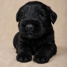 Big Bertha - Black female Miniature Schnauzer puppy in Commerce, Georgia from The Greys