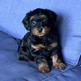 Purple girl - Black and tan female Havapoo puppy in Arlington, Washington from Havanese With Love Breeding Co.