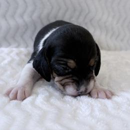 Pocket Beagle Junni - Black tan and white female Beagle puppy in Gentry, Arkansas from HC Puppy Ranch