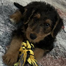 Aaryn - Black and tan female Airedale Terrier puppy in Huntersville, North Carolina from Cool Hand Luke Kennels