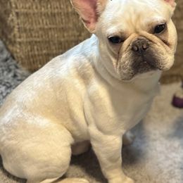French Bulldogs from Top Notch Kennels