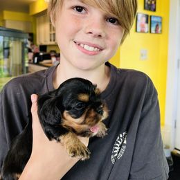 Cavalier King Charles Spaniel Puppies from Solheimar