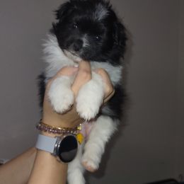 Pomeranian Puppies from Lovingood Farms