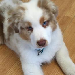 Australian Shepherd Puppies from Zoolo Kennels