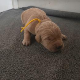 Husk- Yellow collar (4th pick male) - Golden male Golden Retriever puppy in Tenino, Washington from Oak River Goldens'