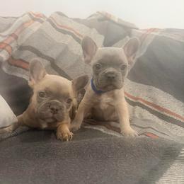 Bear - Blue fawn male French Bulldog puppy in Peoria, Arizona from A Quality French Bulldogs AZ