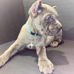 Light blue collar - Gray male Cane Corso puppy in Atlanta, Georgia from Cane Corso’s of Atlanta