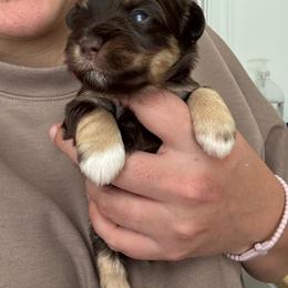 Lady - Liver female Miniature Schnauzer puppy in The Rock, Georgia from Southern Paw Schnauzers