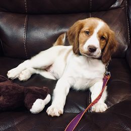 Brittany Puppies from Sandstone Brittanys