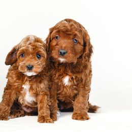 Cavapoo puppies from Timp Doodles