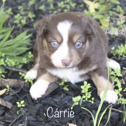 Miniature Australian Shepherd Puppies from Lavish Luxuries Mini and Toy Australian Shepherds