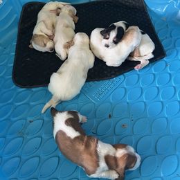 Basset Hound puppies from Synbella's Charming Basset's