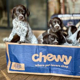 Airedale Terrier and German Shorthaired Pointer Puppies from Aim High Airedales & German Shorthaired Pointers
