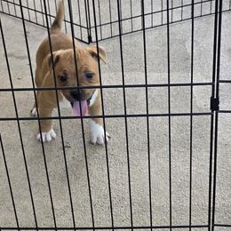 Boy 1 red - Red male Staffordshire Bull Terrier puppy in Brandon, Florida from Angels & Myths
