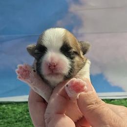 Betty - Brindle and white female Shih Tzu puppy in Aurora, Missouri from KnJ Precious Paws LLC