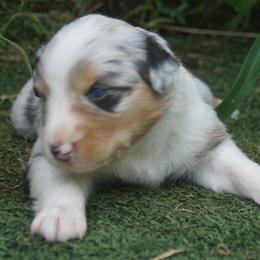 Australian Shepherd Puppies from Walnut Ridge Farms Aussies