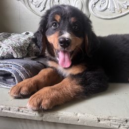 Bernedoodle Puppies from Cove Creek Companions