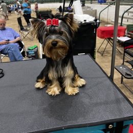 Yorkshire Terrier Puppies from Forget Me Knot Yorkies