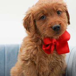Hershey - Dark golden female Golden Retriever puppy in Elmwood Park, Illinois from Goldens&MiniAussiesWithFinesse